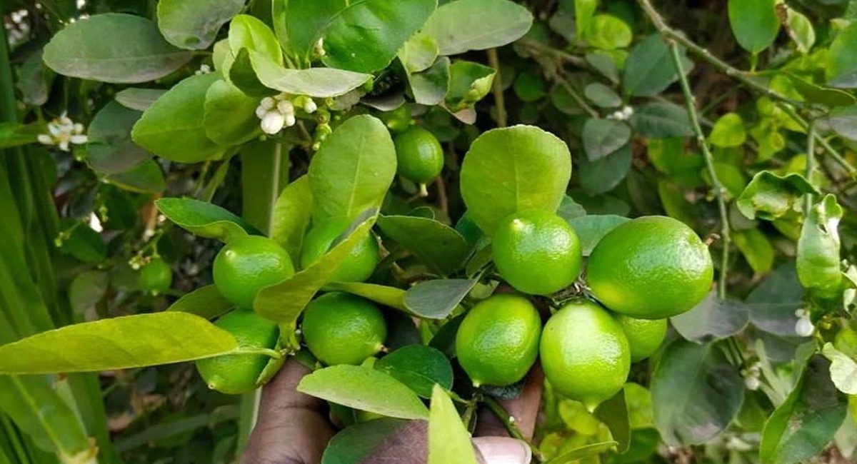 Lemon Leaves  : నిమ్మ ఆకులతో ఇన్ని ప్రయోజనాల..ప్రతి ఒక్కరూ కచ్చితంగా తెలుసుకోవాల్సిన విషయాలు. ..