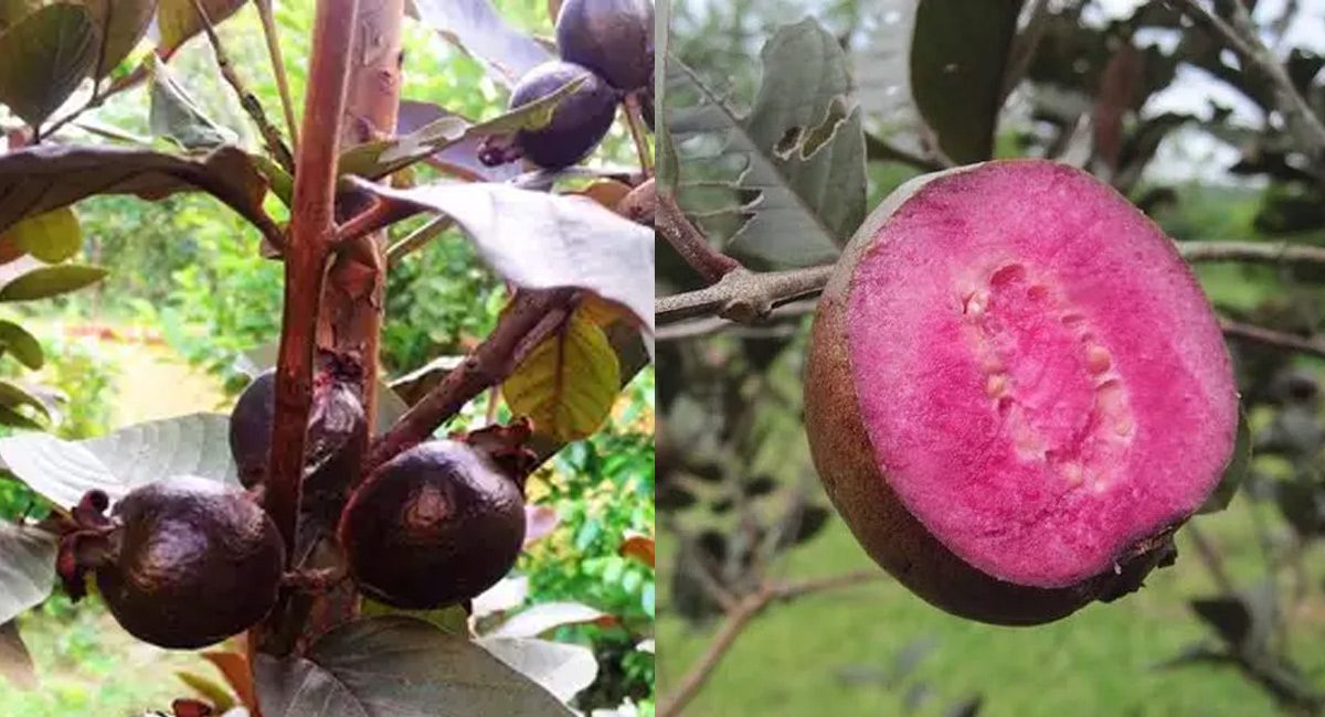 Black Guava : నల్ల జామకాయ గురించి ఎప్పుడైనా విన్నారా….తింటే ఏమవుతుందంటే..