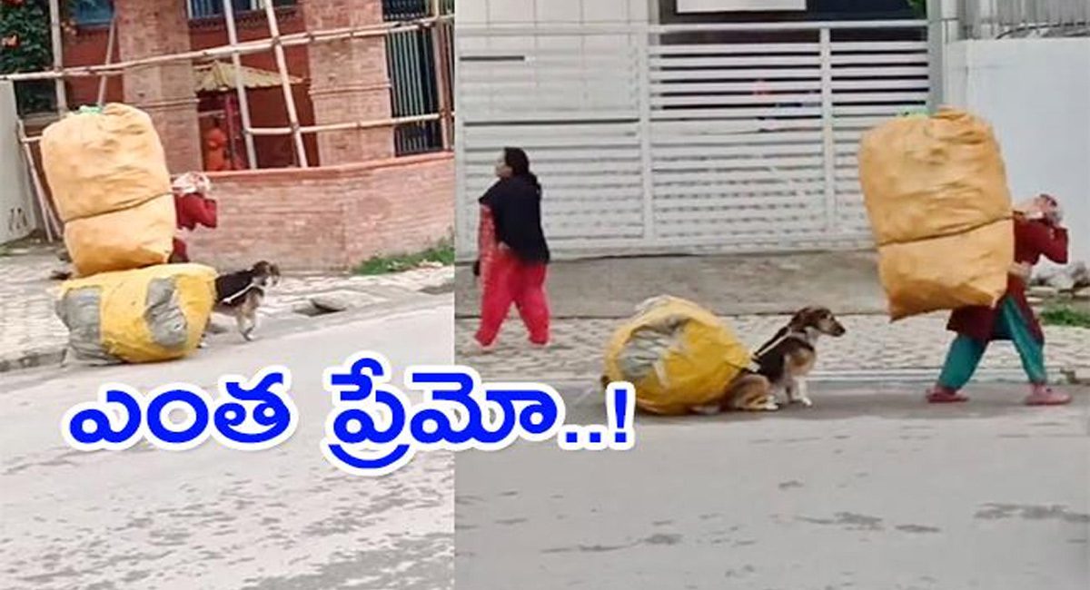 Viral Video : హృదయాలను గెలుచుకున్న శునకం…. సొంత కొడుకువలె యజవాని బాధ్యతను ఎలా పంచుకుందో చూడండి….