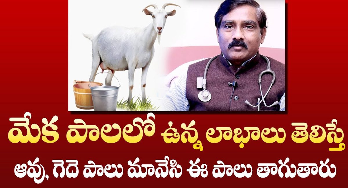 Goat Milk : మేకపాలు ఎప్పుడైనా తాగారా…అద్భుతమైన ప్రయోజనాలు మీకోసం…